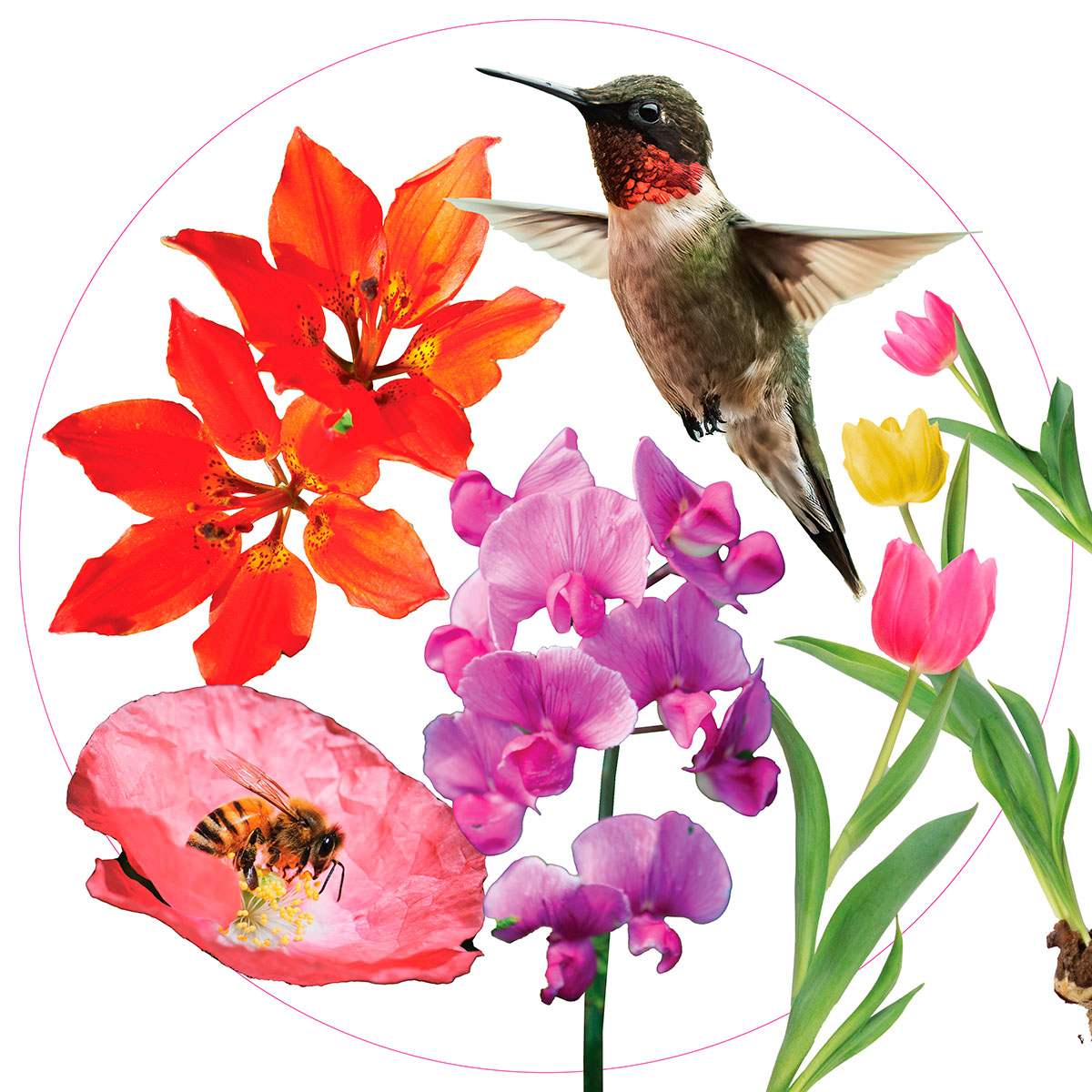 Photos of flowers and a hummingbird laid out digitally in the shape of a circle